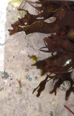 Chondrus crispus