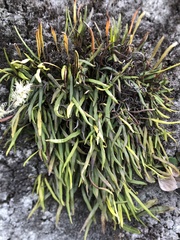 Polypodiaceae