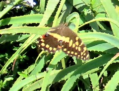 Papilio demodocus
