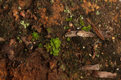 Syntrichia laevipila