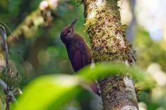 Dendrocincla fuliginosa