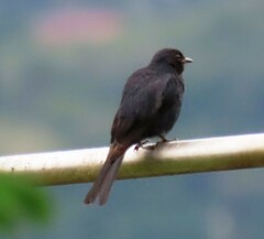 Melaenornis pammelaina