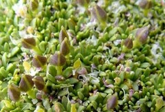 Lithodraba mendocinensis