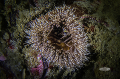 Bunodactis reynaudi