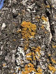 Xanthomendoza ulophyllodes