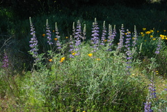 Lupinus formosus