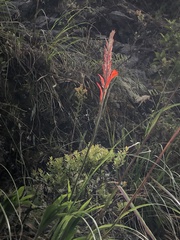 Pitcairnia