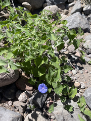 Jacquemontia abutiloides