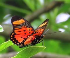 Pseudacraea boisduvalii