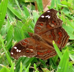 Junonia natalica