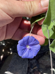 Jacquemontia abutiloides