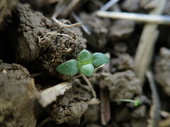 Lysimachia arvensis