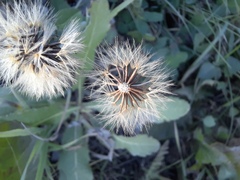 Scorzoneroides autumnalis