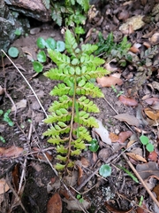 Asplenium billotii