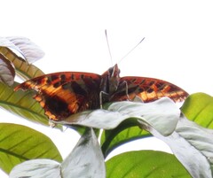 Charaxes druceanus