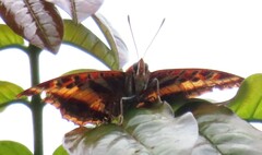 Charaxes druceanus