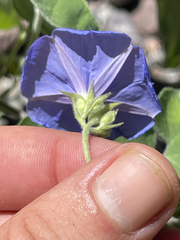 Jacquemontia abutiloides