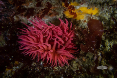 Actinia ebhayiensis