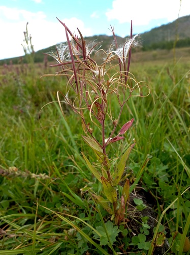 Epilobium fastigiatoramosum iNat (1)