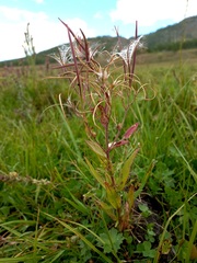Epilobium fastigiato-ramosum