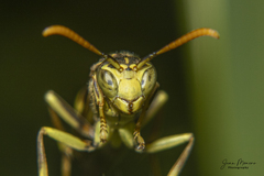 Mischocyttarus basimacula