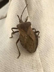 Spartocera