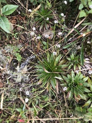 Paepalanthus