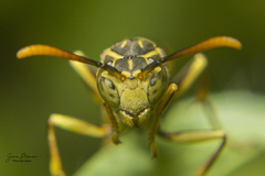 Mischocyttarus basimacula