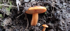Lactarius aurantiacus