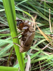 Cicadinae