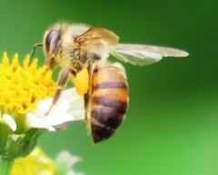 Apis mellifera scutellata