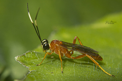 Mesostenus thoracicus