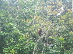Alouatta seniculus