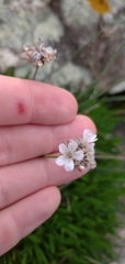 Armeria maritima