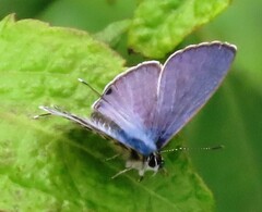Leptotes pirithous