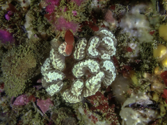 Sycozoa arborescens
