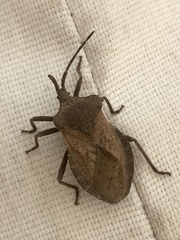 Spartocera