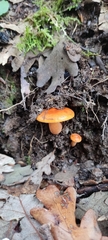 Lactarius aurantiacus
