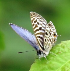Leptotes pirithous