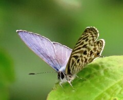 Leptotes pirithous