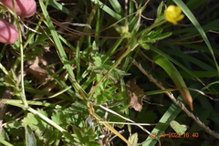 Ranunculus multifidus