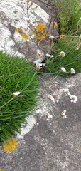 Armeria maritima