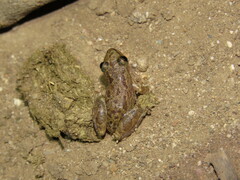Scinax staufferi