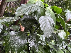 Isoglossa woodii