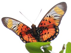 Pseudacraea boisduvalii