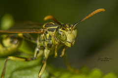 Mischocyttarus basimacula