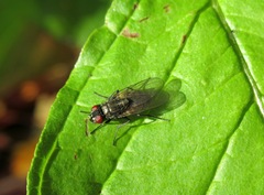 Hydrotaea dentipes
