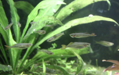 Chilatherina bleheri