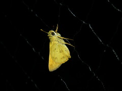 Polites vibex praeceps