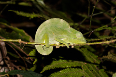 Chamaeleonidae